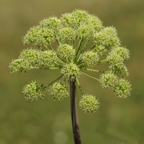 Engelwortel Angelica archangelica