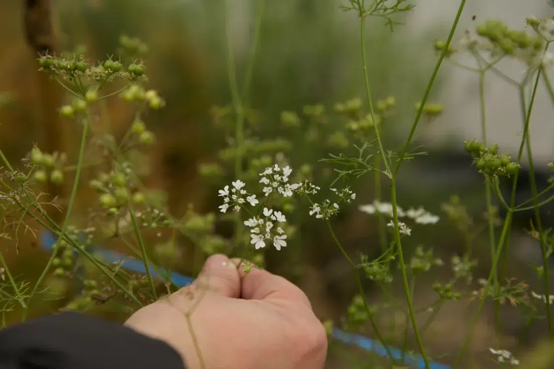 KIRKWALL BOTANICALS