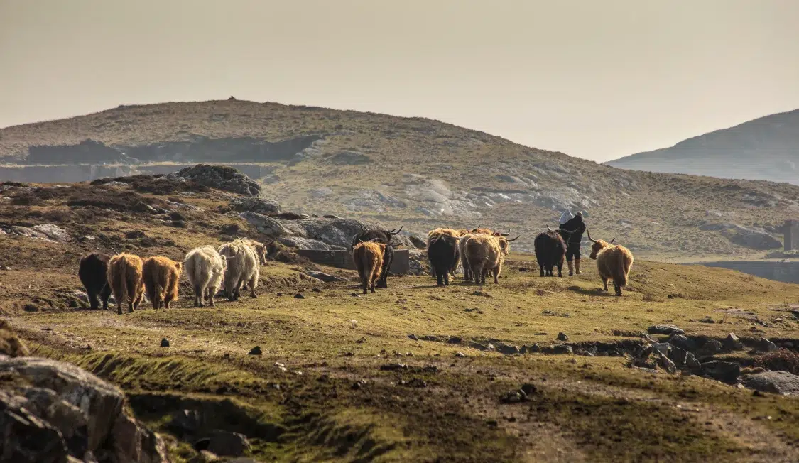 Isle of Barra Nature