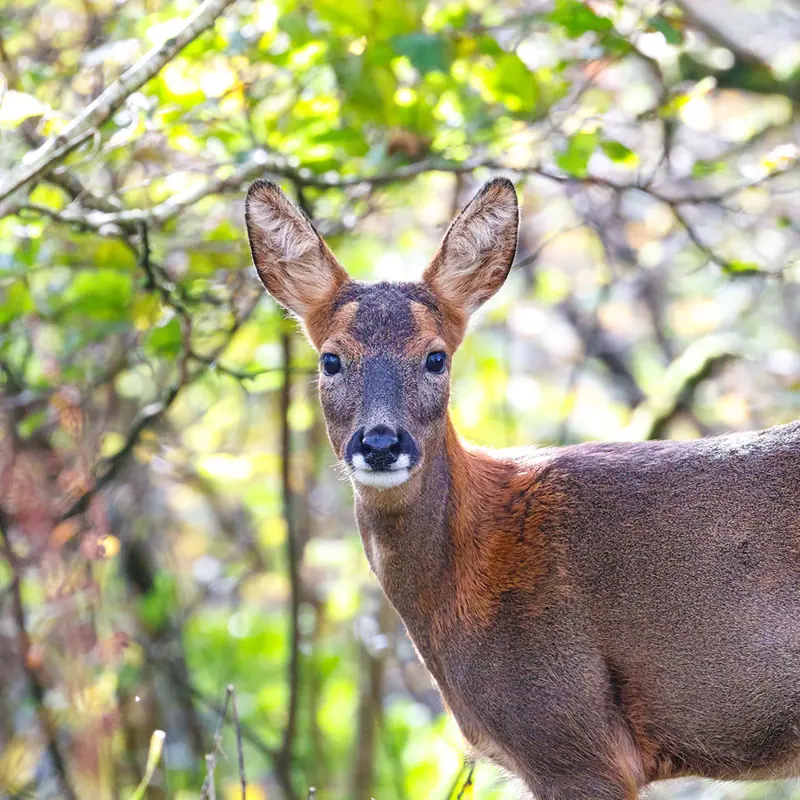 Watch Islay Gin Deer