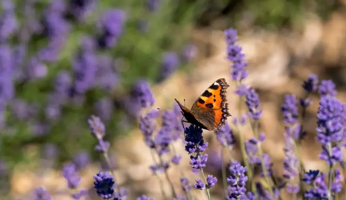 butterfly on lavender Cotswolds