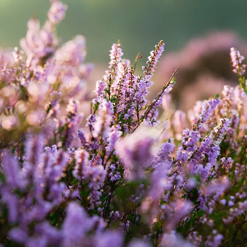 heather Islay Gin