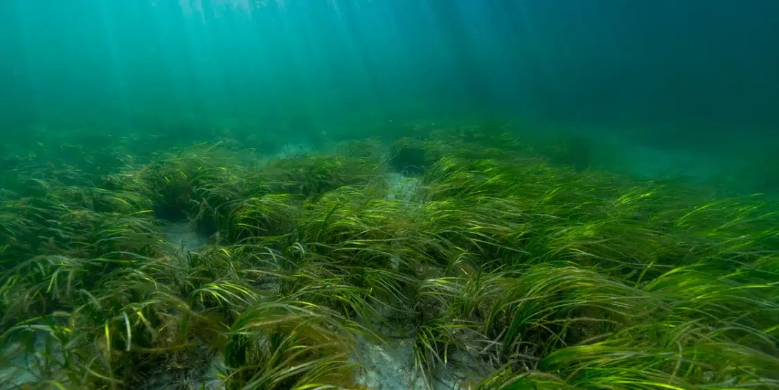 Seagrass The isle of wright