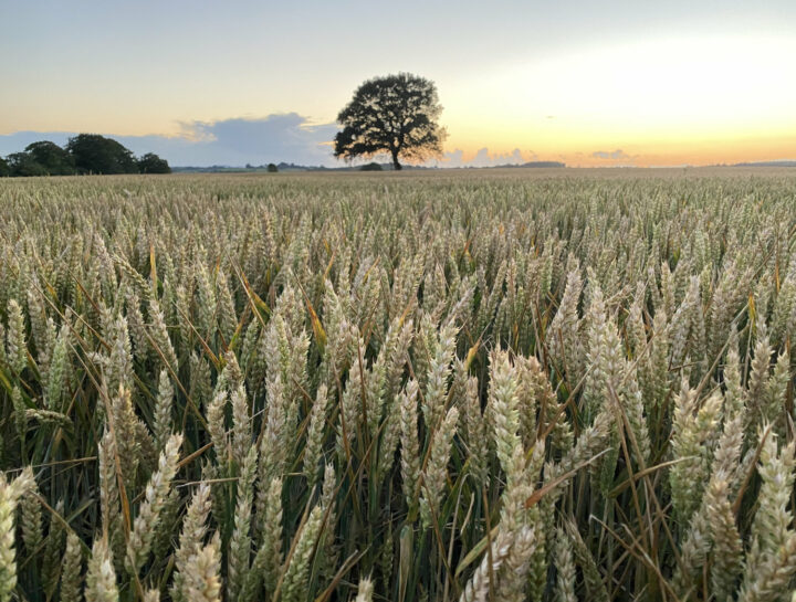 Wheat Mary About Us Ramsbury