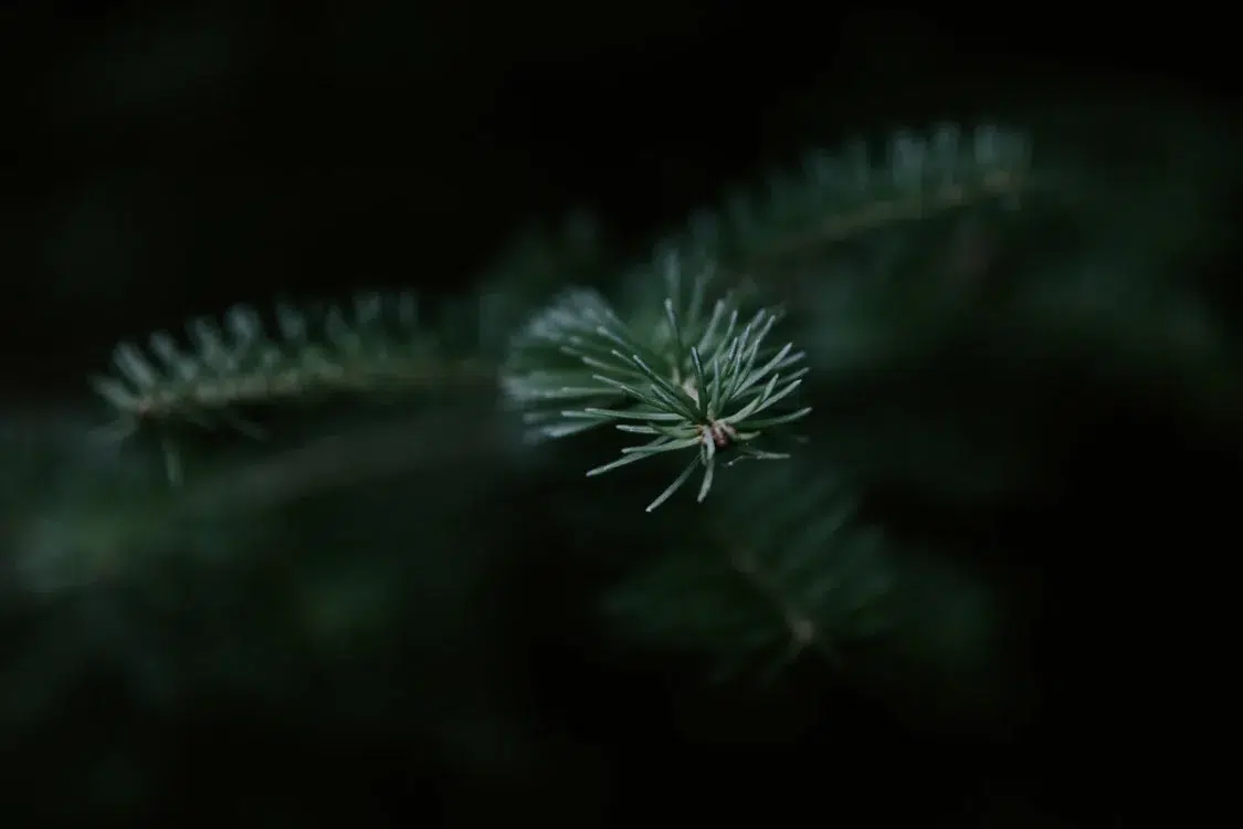 pine needle focus Tayport