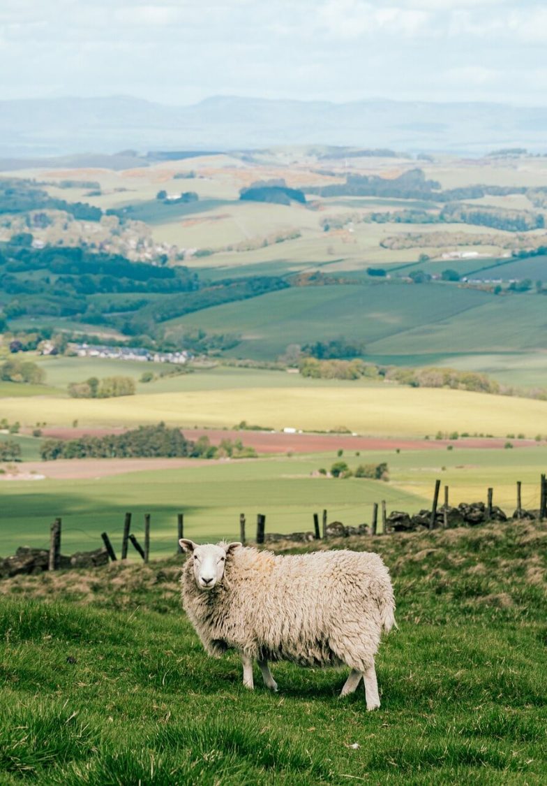 scotland Borders distillery