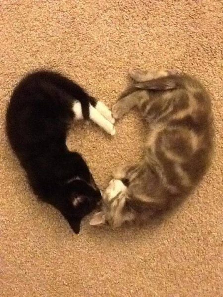 Cat heart TigerGin