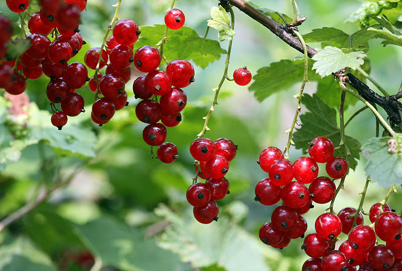 Red currants sized Wild Island