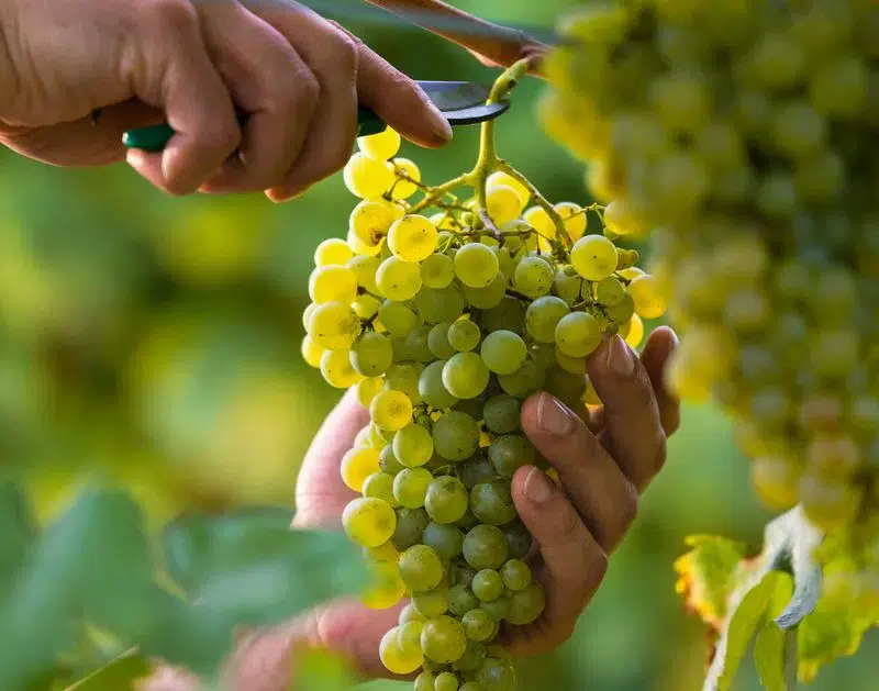 vineyard grapes Mallard Point