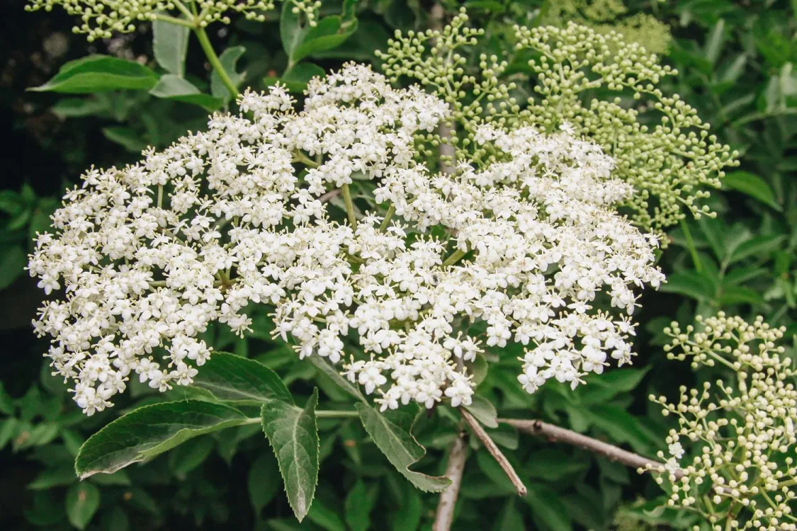 Elderflower