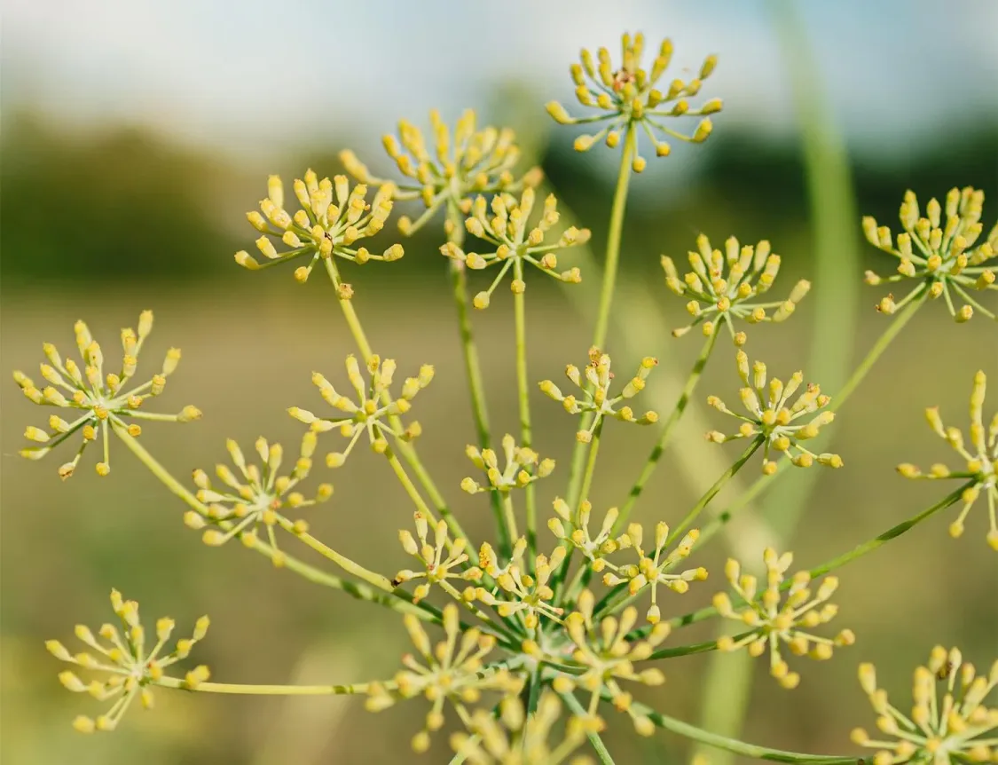 sweet fennel