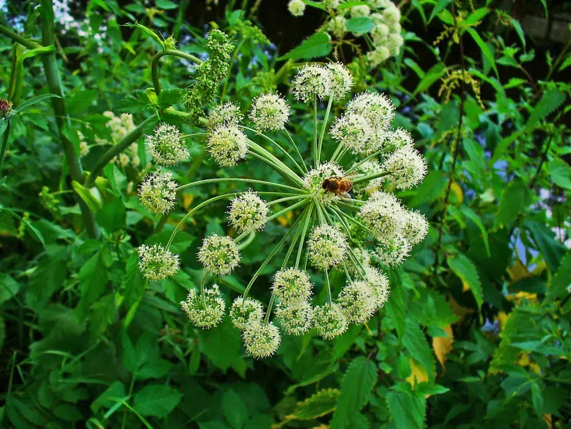 Angelica Important Botanical for gin quality