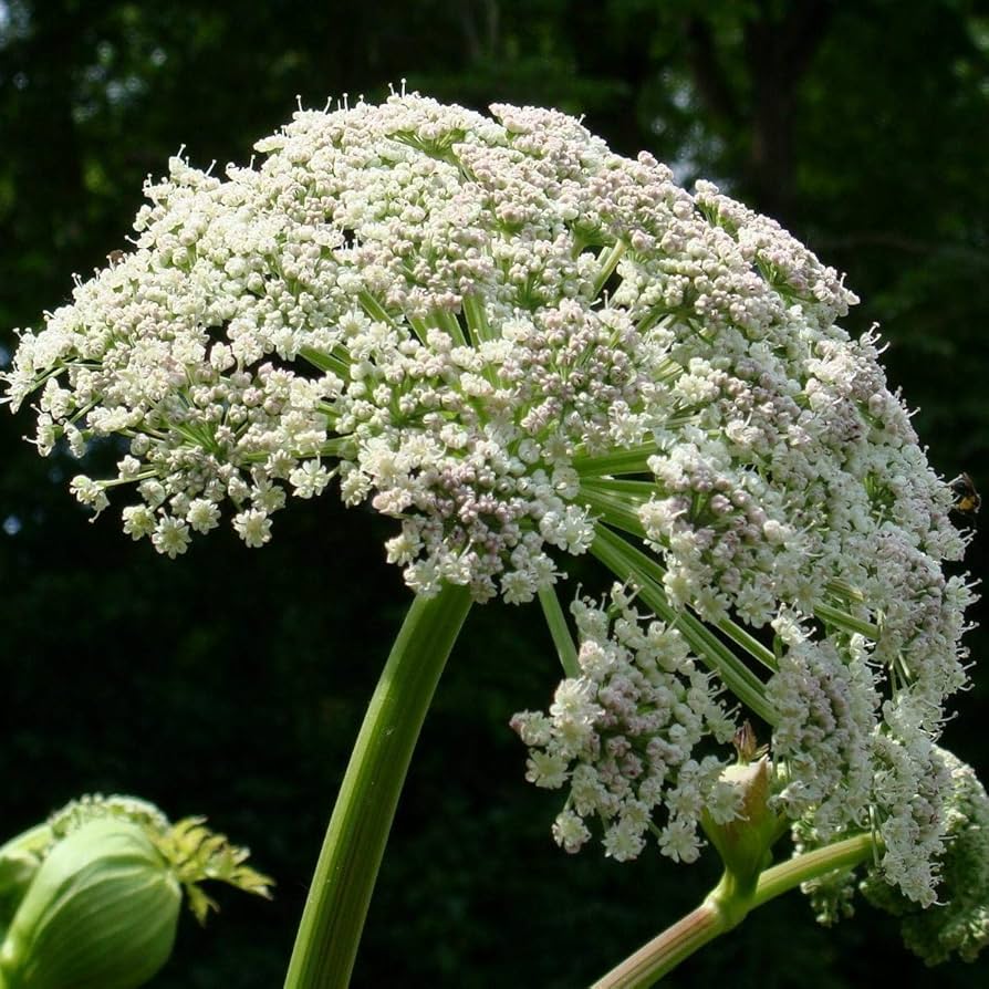 Angelica Root Important Botanical for gin quality II