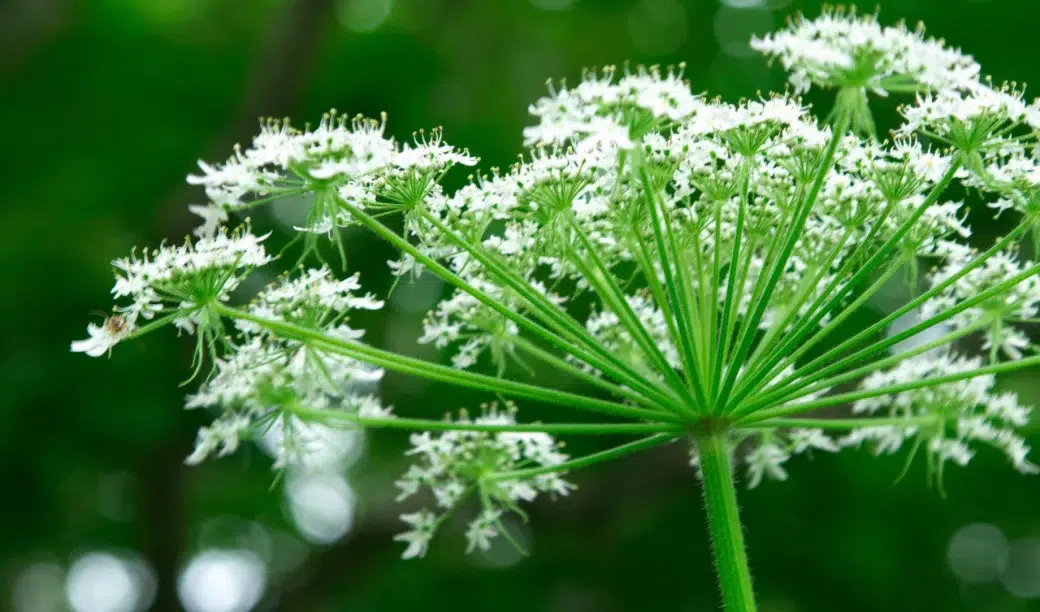 Angelica Root Important Botanical for gin quality