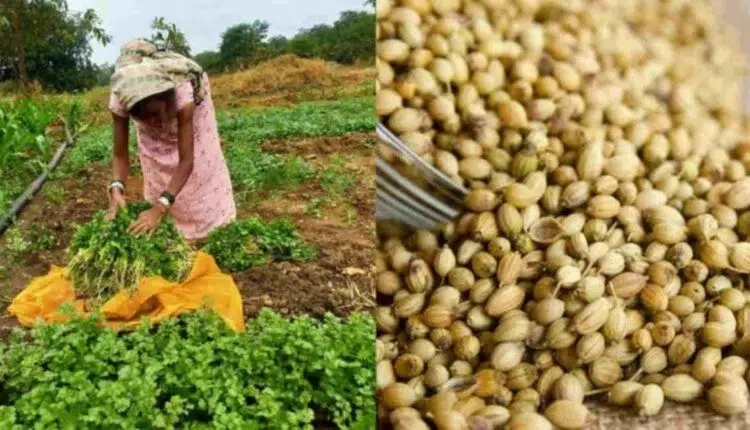 Coriander Fine Essential Botanical in Gin