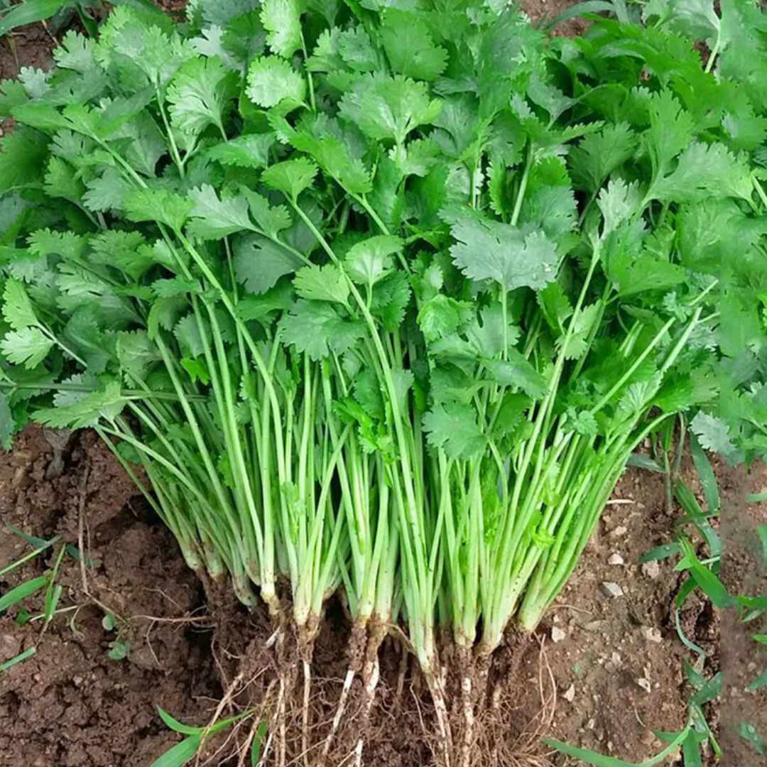 Coriander fresh