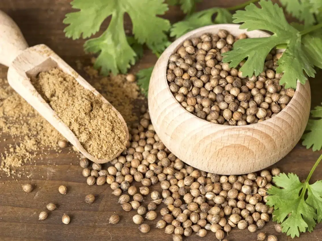 Coriander Seeds Leaves