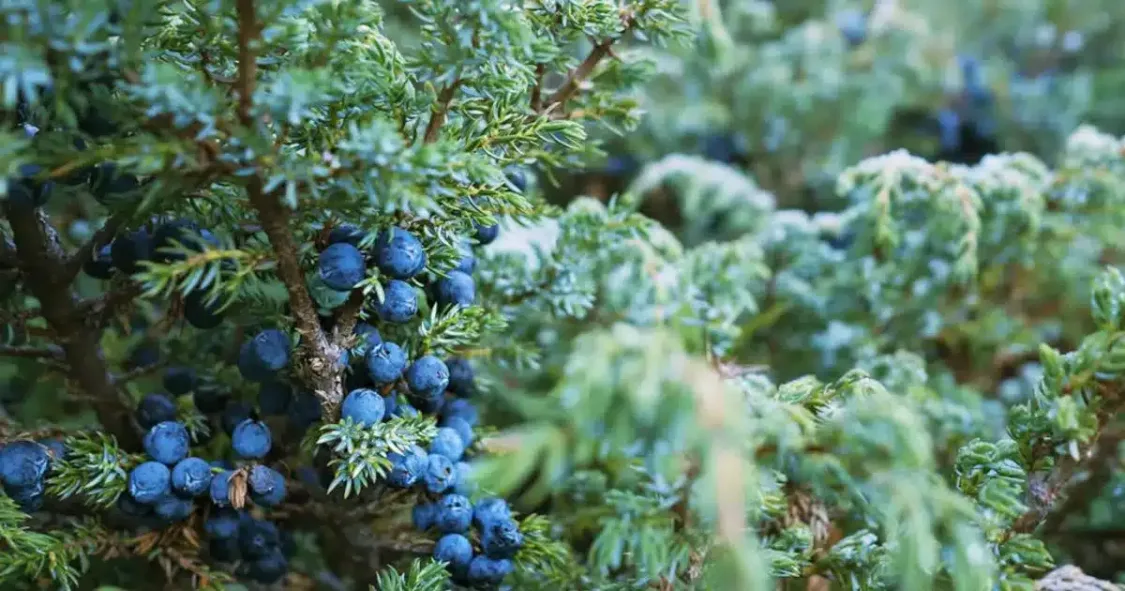 Juniper Bush