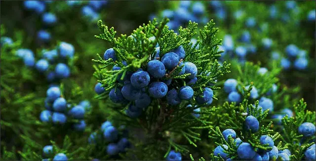 Juniper Quality Gin Botanical very much used