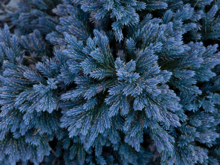 Juniper blue star