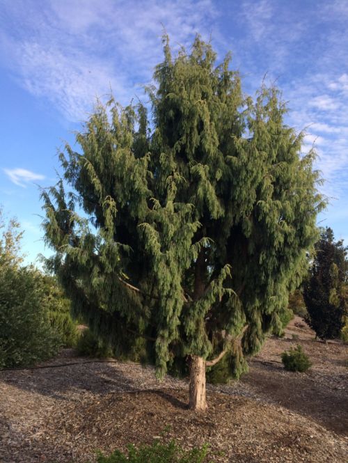 Juniper canary islands