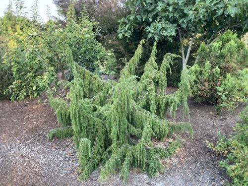 Juniper oblonga pendula