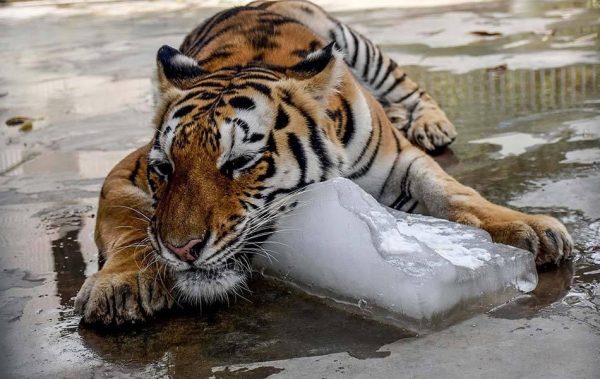 Melting Tiger Tigergin