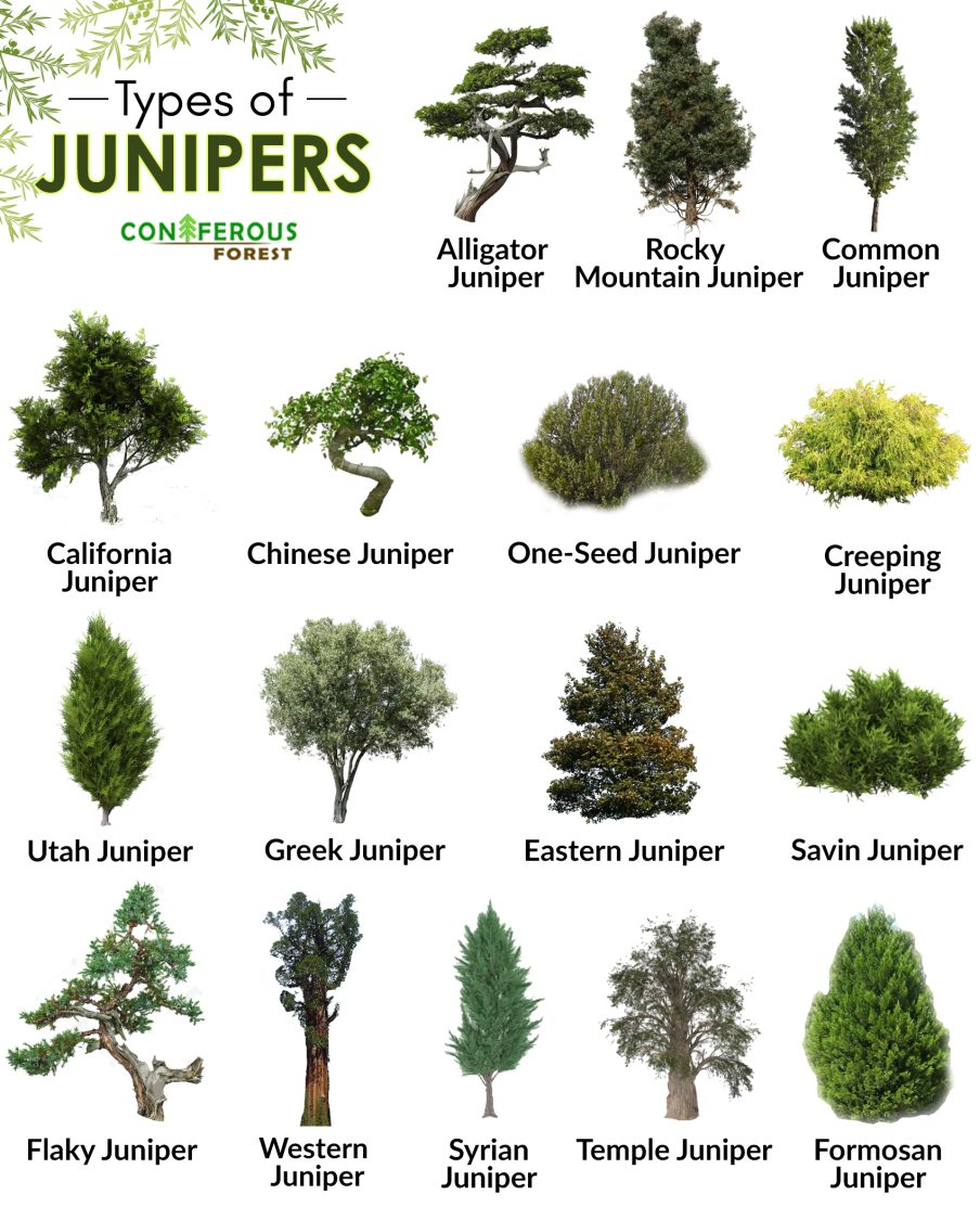 Types of Junipers