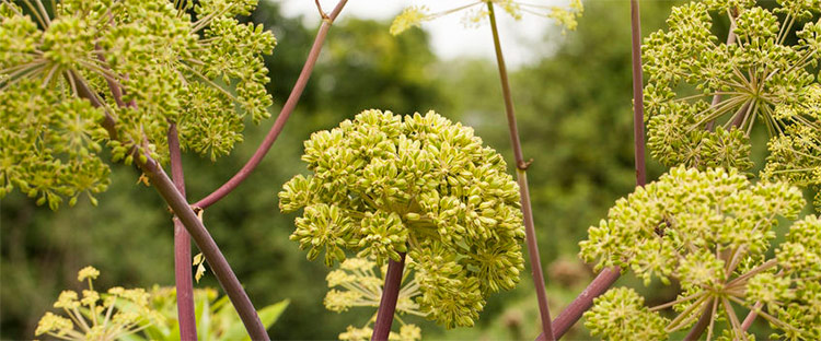 angelica root essential oil