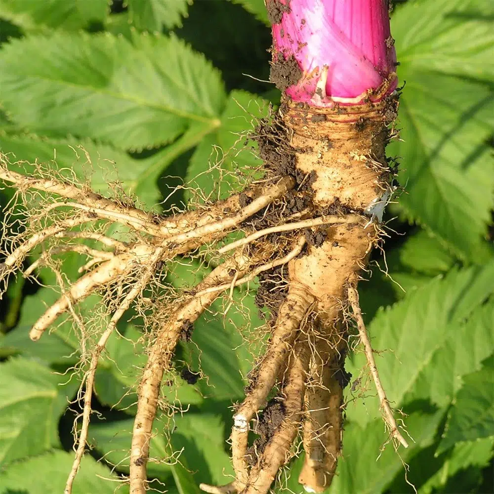 angelica root essential oil