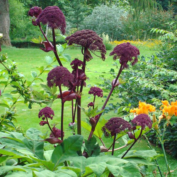 angelica gigas