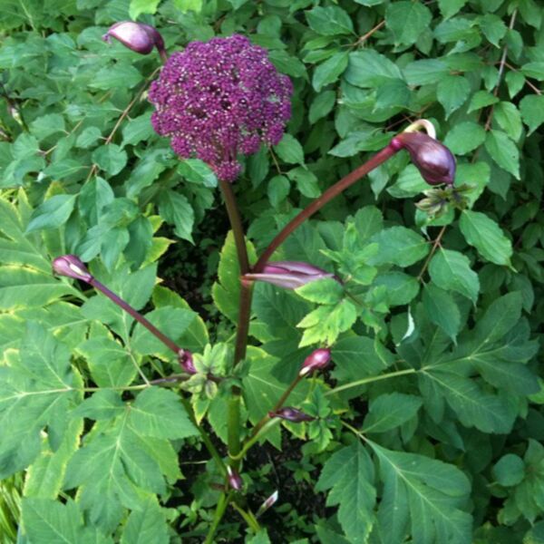 angelica gigas II