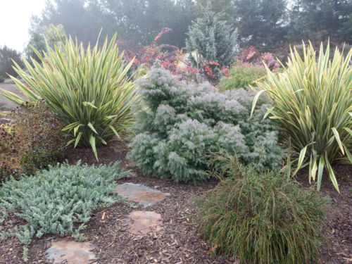 blue pacific juniper