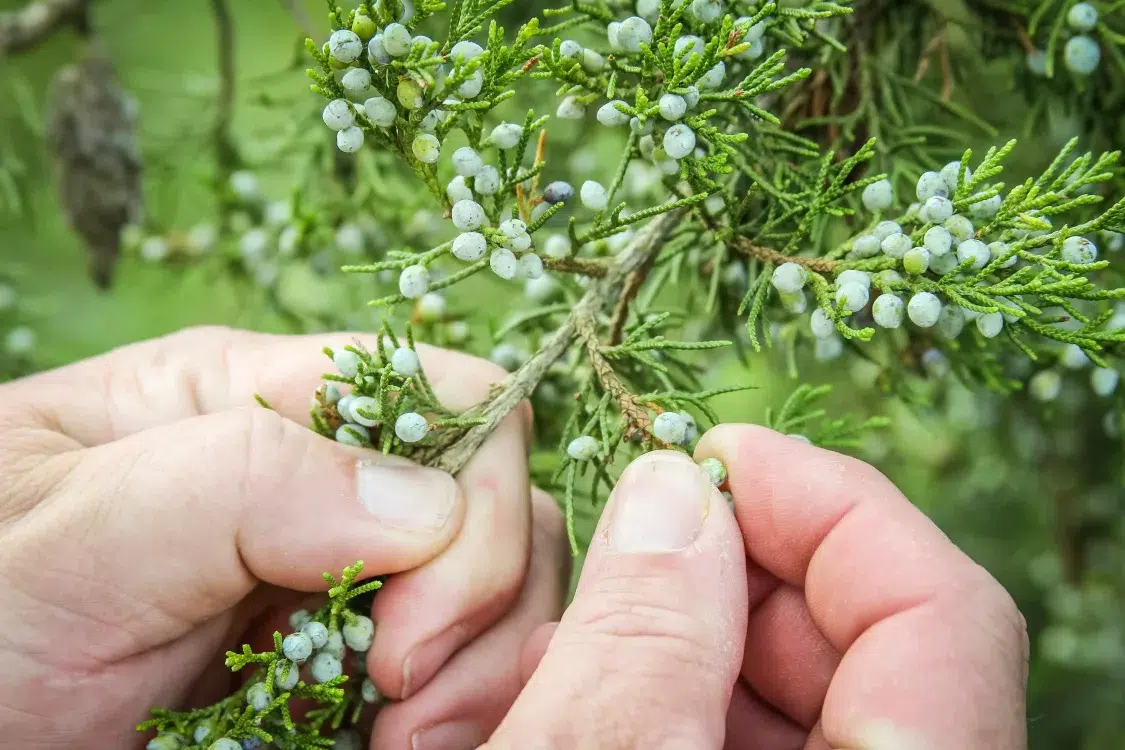 cpendley cooking juniper