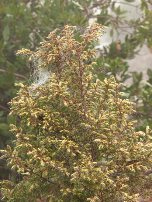 gold cone Juniper