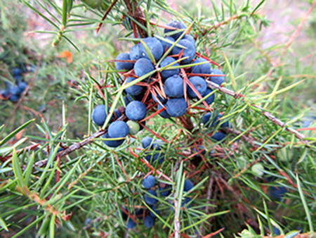 juniper berry suppliers